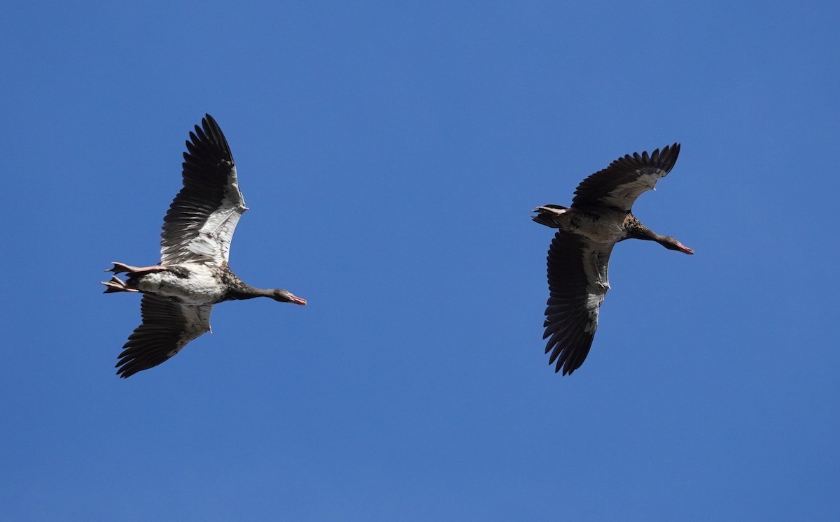 Spur-winged Goose - ML620828898