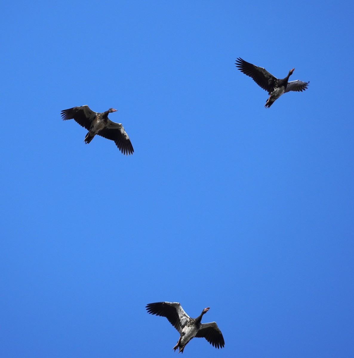 Spur-winged Goose - ML620828899