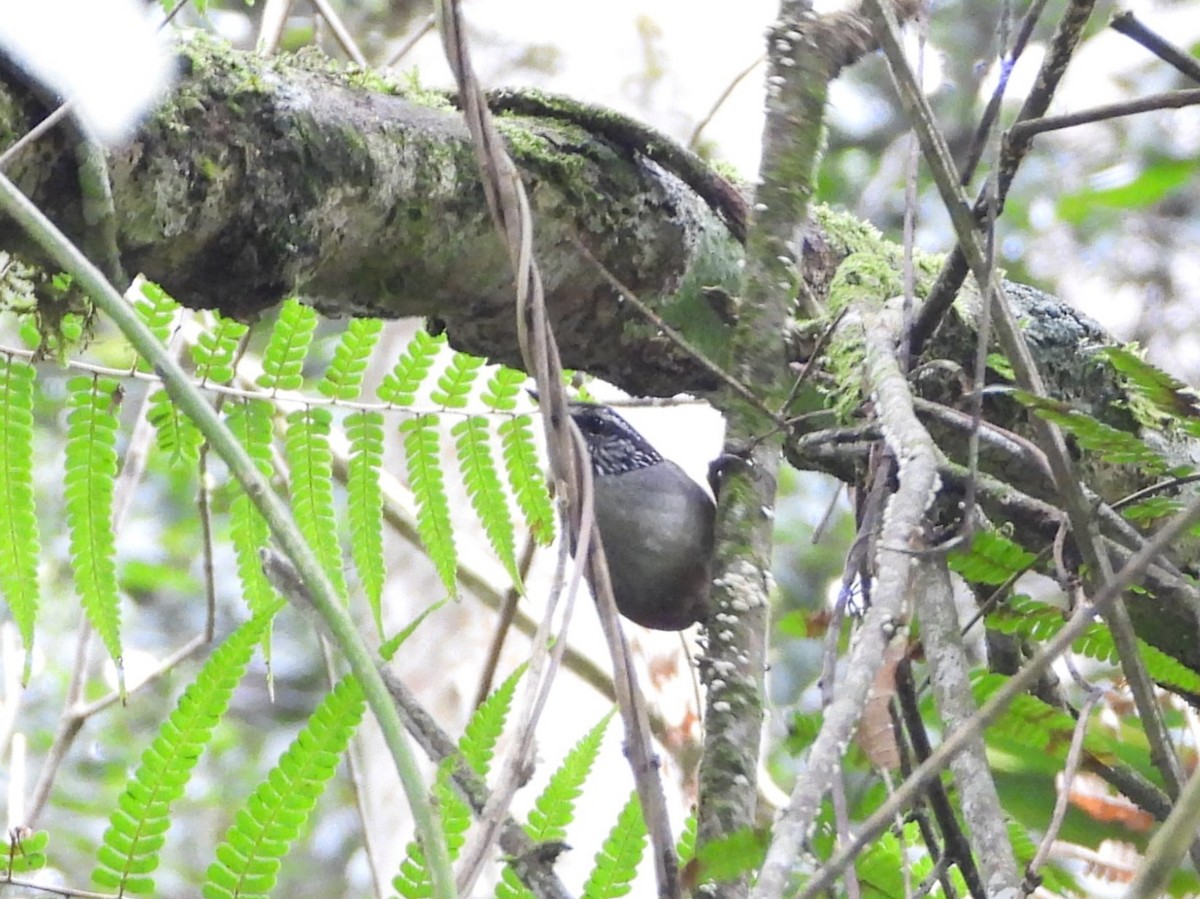 Gray-breasted Wood-Wren - ML620828900