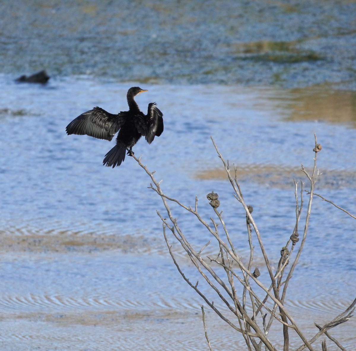 Long-tailed Cormorant - ML620828903