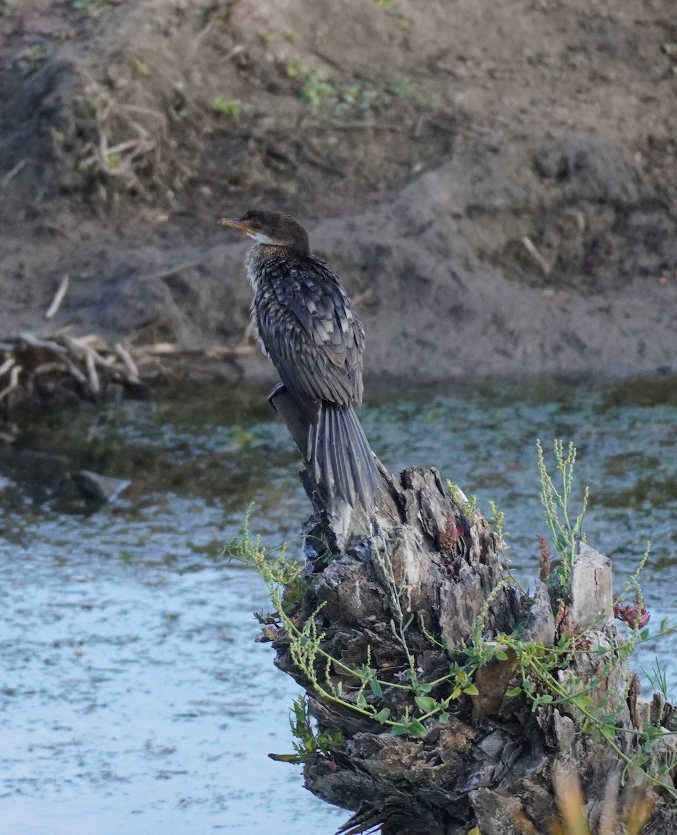 Long-tailed Cormorant - ML620828904