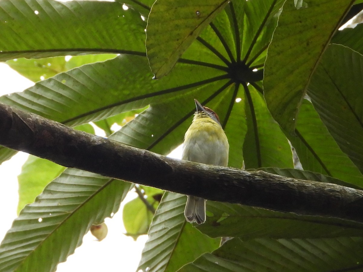 Rufous-browed Peppershrike - ML620828906