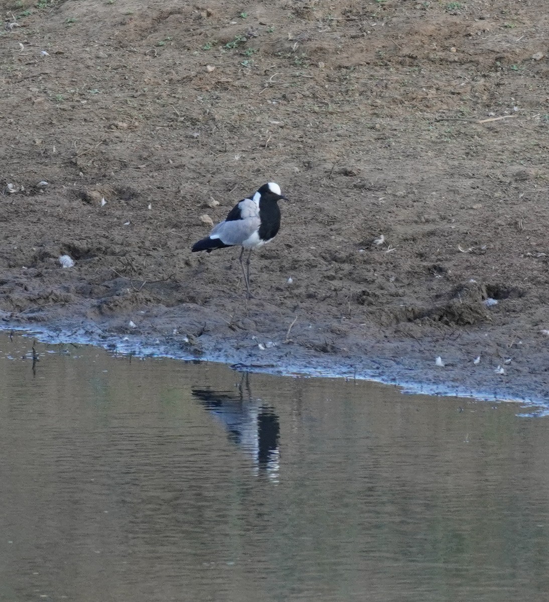 Blacksmith Lapwing - ML620828907