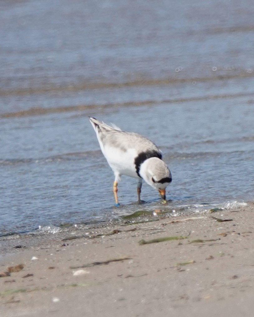 Piping Plover - ML620828913