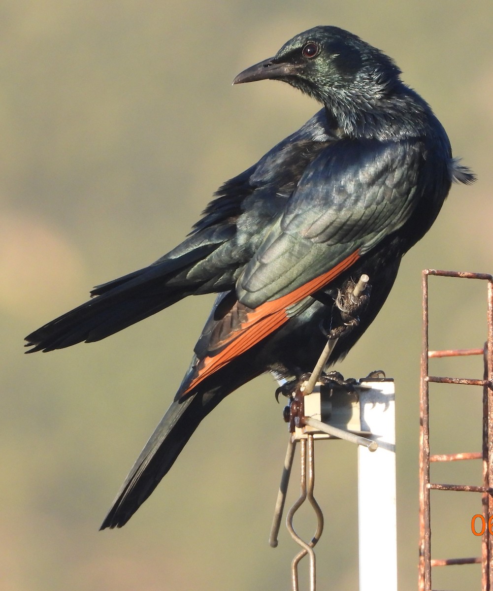 Red-winged Starling - ML620828916