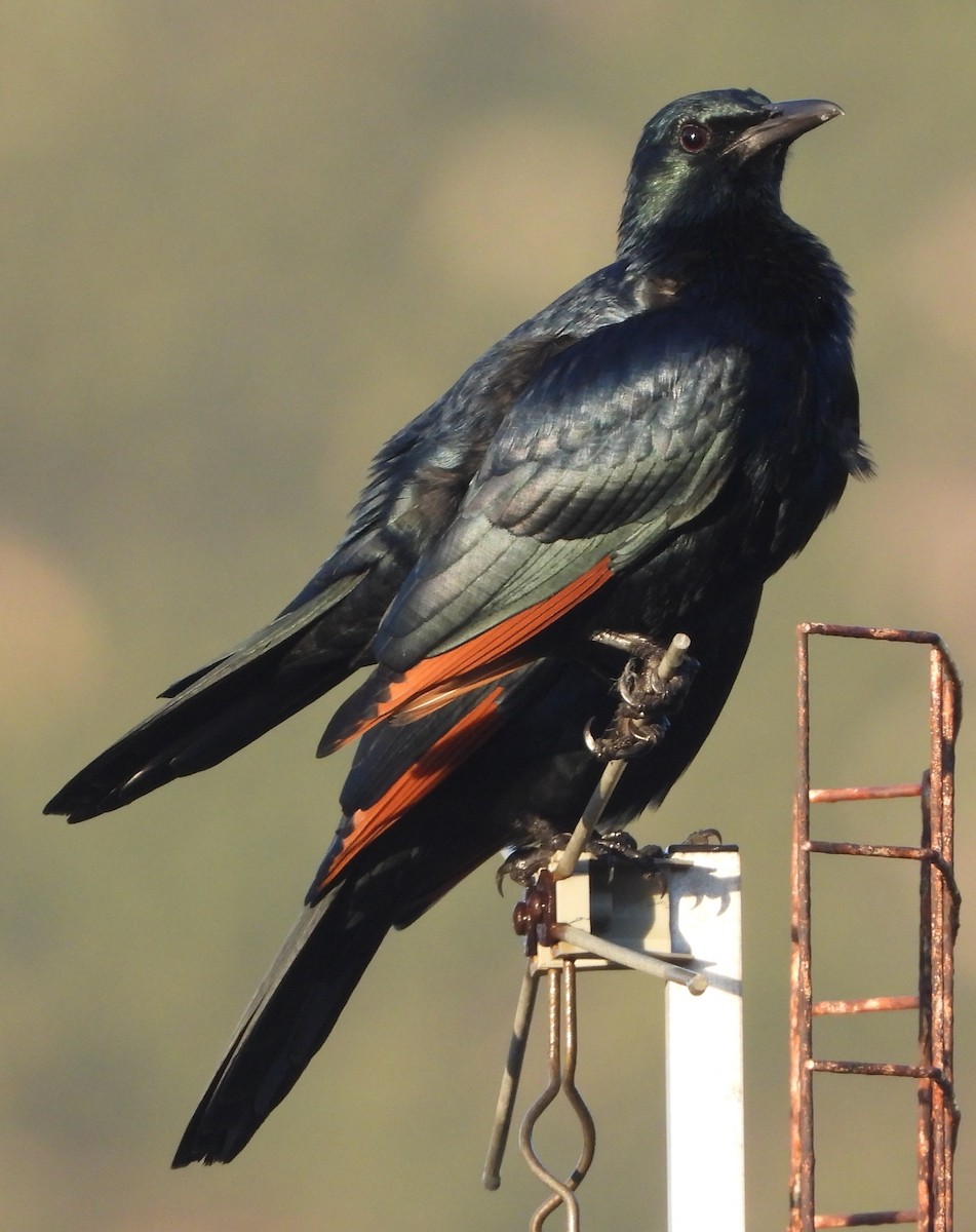 Red-winged Starling - ML620828917