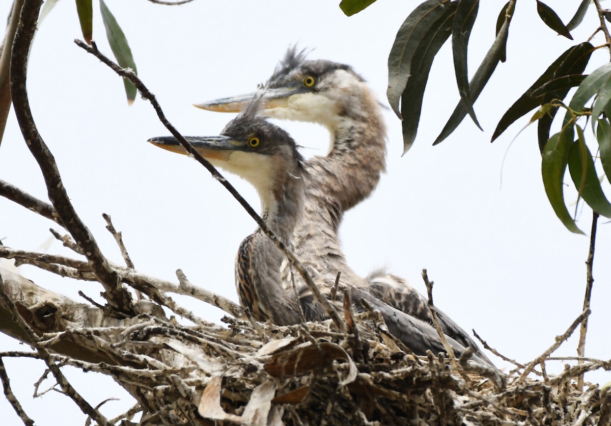 Garza Azulada - ML620828919