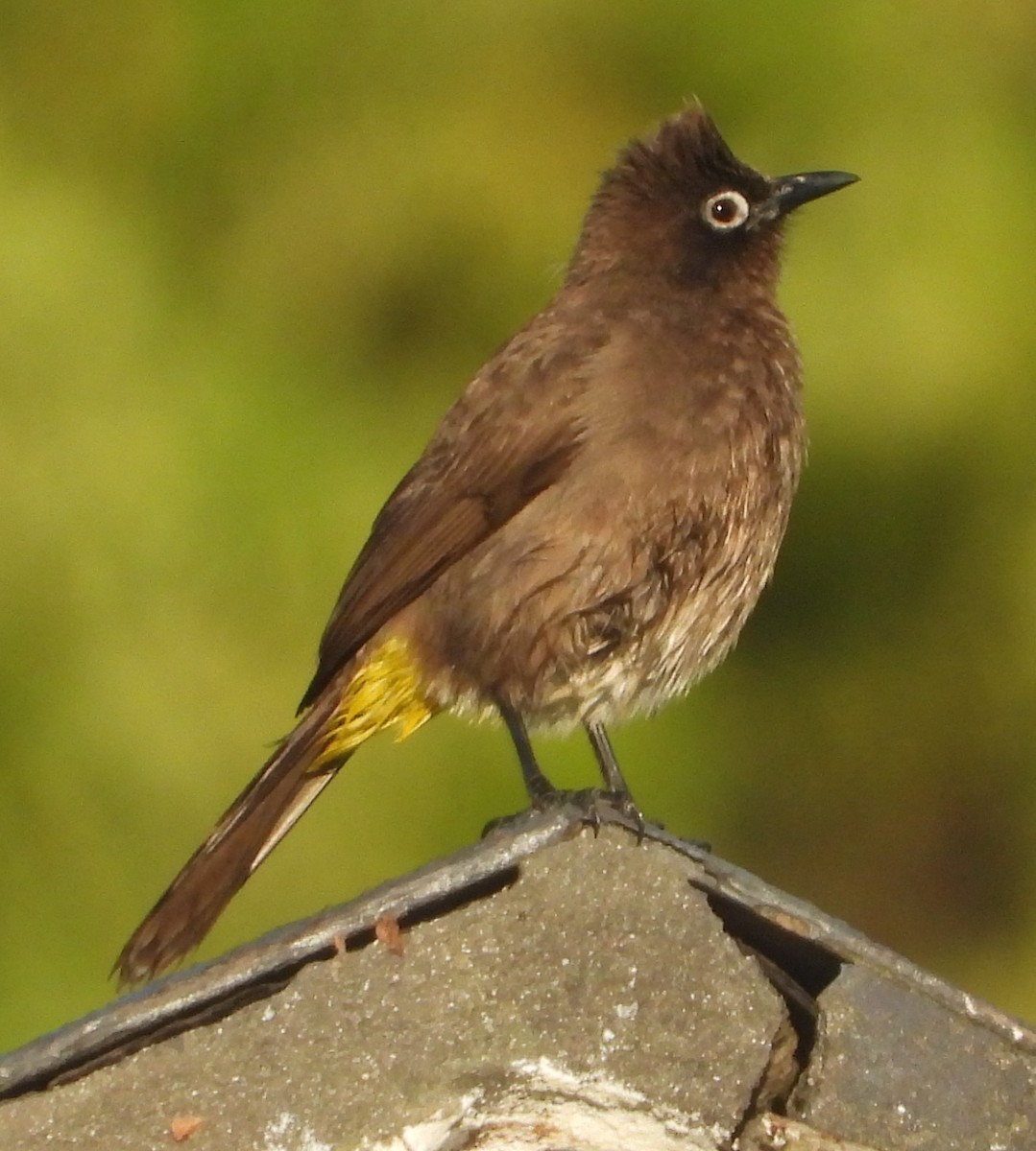 Cape Bulbul - ML620828940