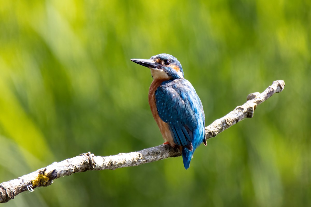 Common Kingfisher - Janet Stevens