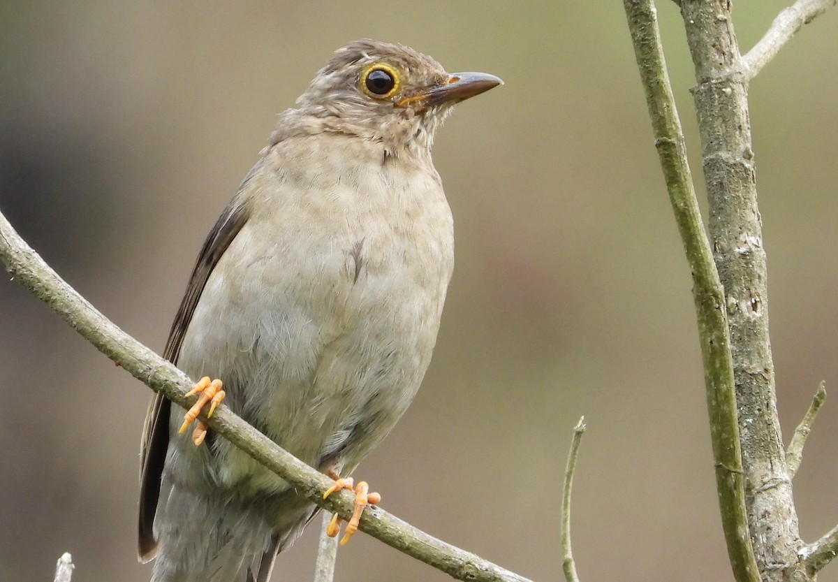 Yellow-legged Thrush - ML620828960