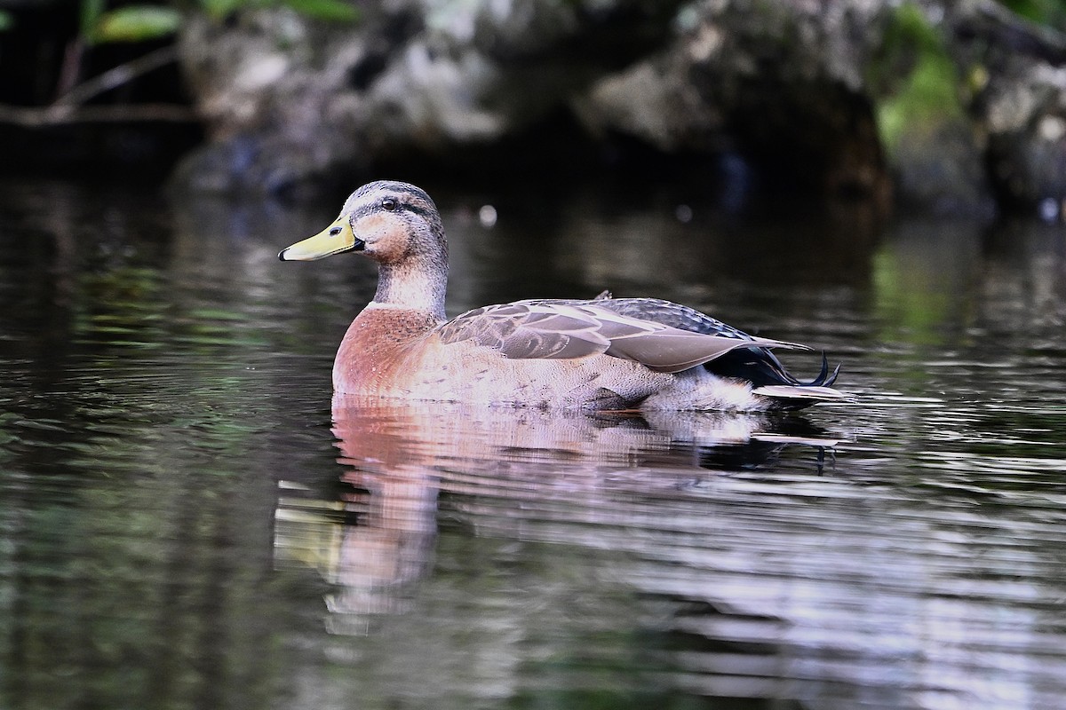 Hybride Canard colvert x C. à sourcils - ML620828962