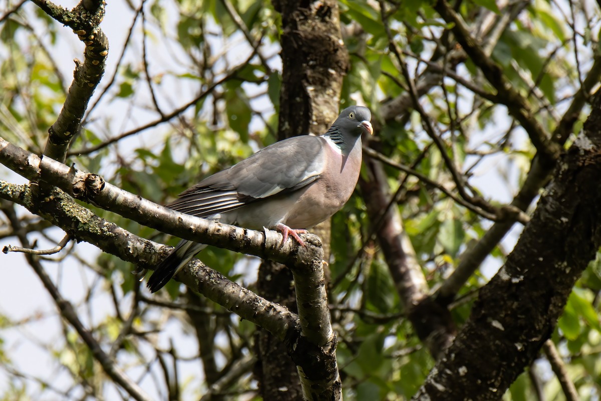 Common Wood-Pigeon - ML620828968