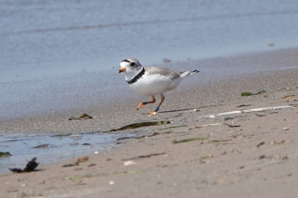 Piping Plover - ML620828969