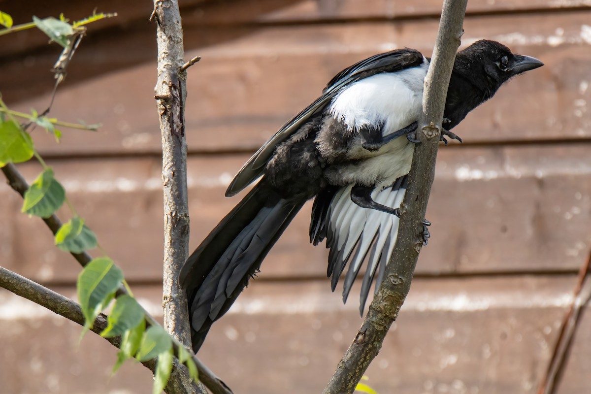 Eurasian Magpie - ML620828974