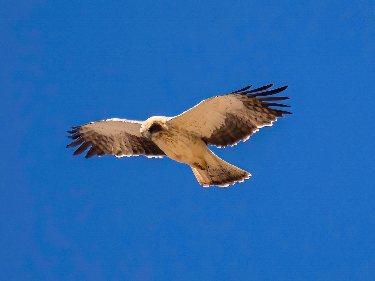 Booted Eagle - ML620828975