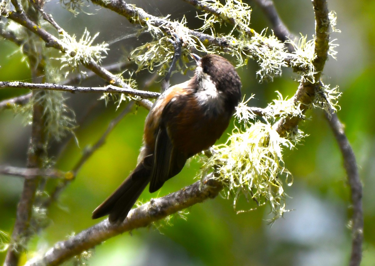 Mésange à dos marron - ML620828978