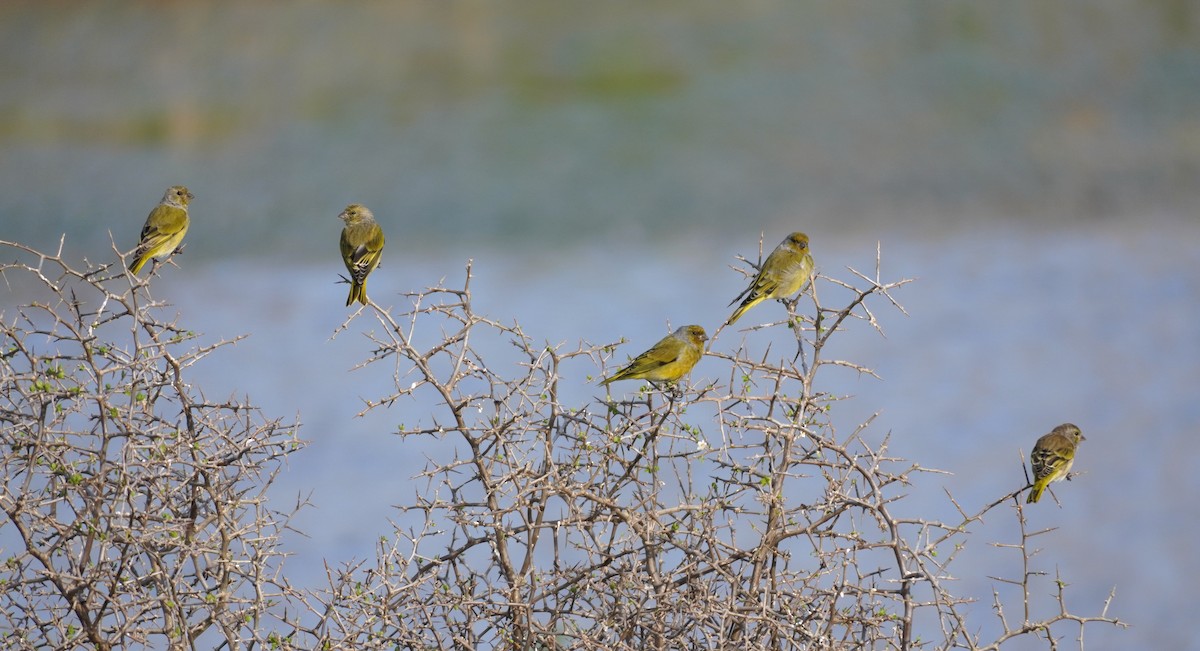 Serin du Cap - ML620828984