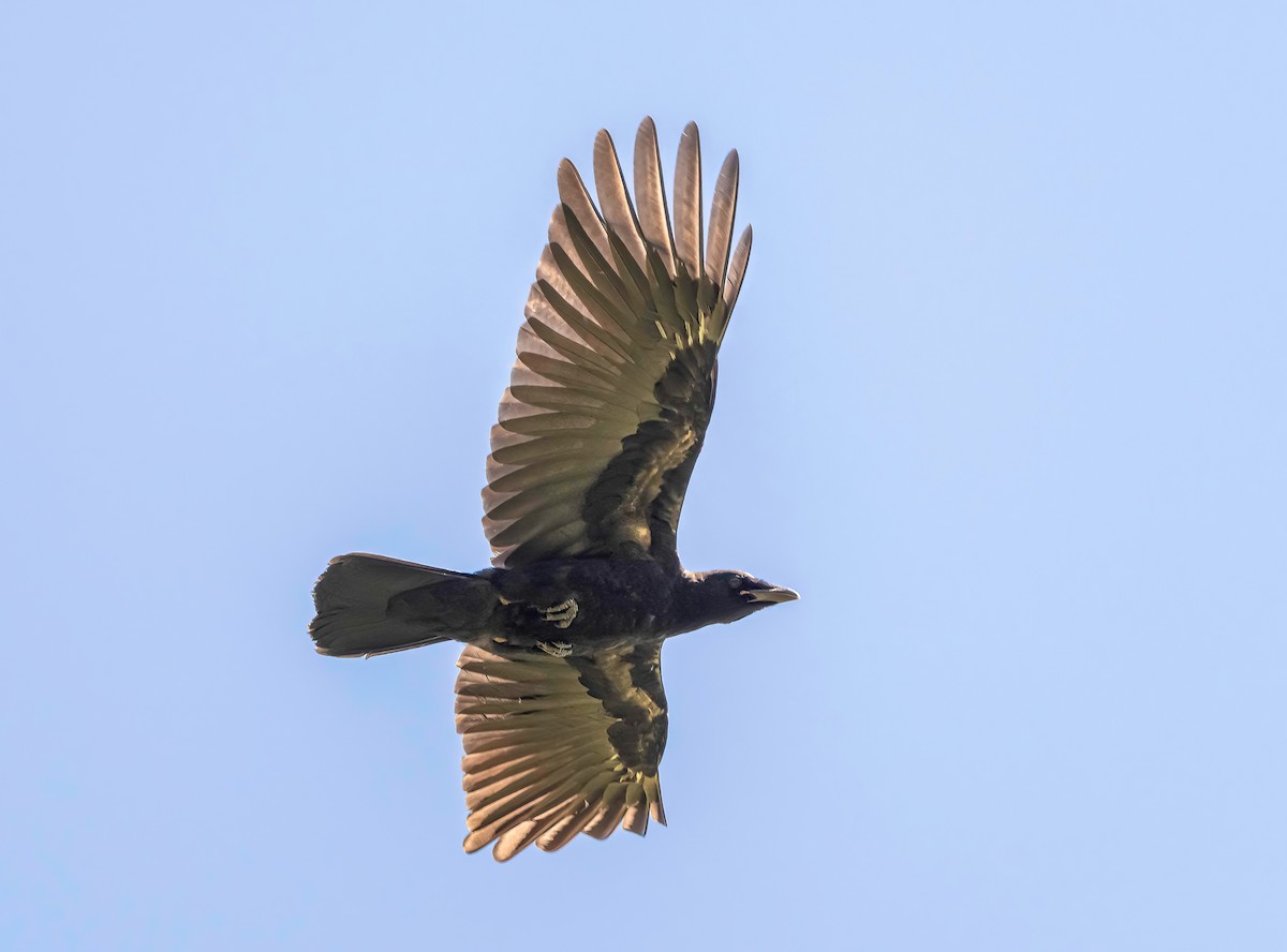 Carrion Crow - ML620828988