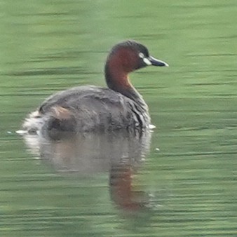 カイツブリ（ruficollis グループ） - ML620828989