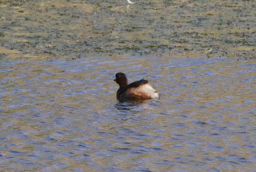 Little Grebe - ML620829004