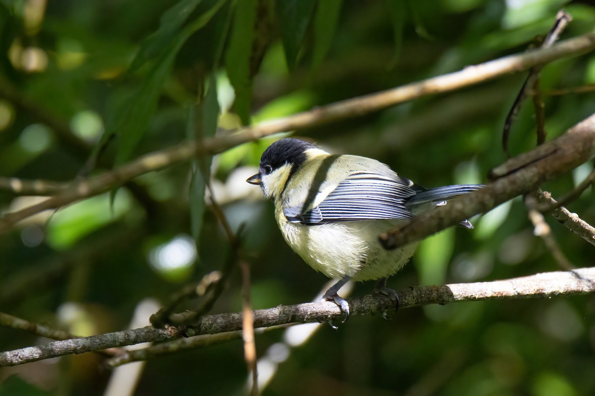 Mésange charbonnière - ML620829006