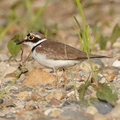 Little Ringed Plover (curonicus) - ML620829010