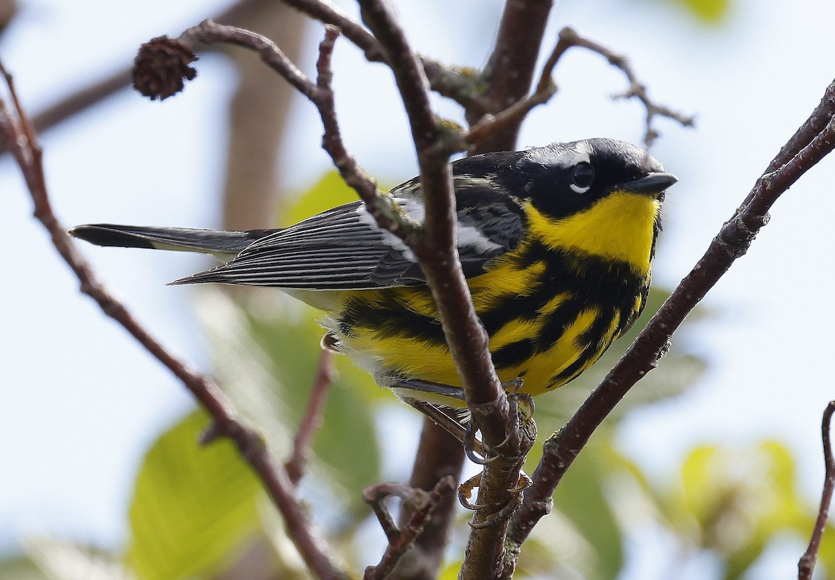 Magnolia Warbler - Charles Fitzpatrick