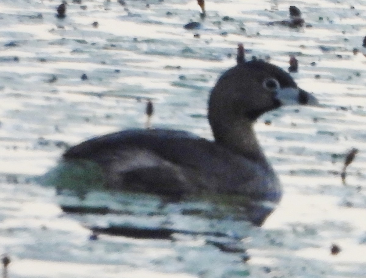 Pied-billed Grebe - ML620829031