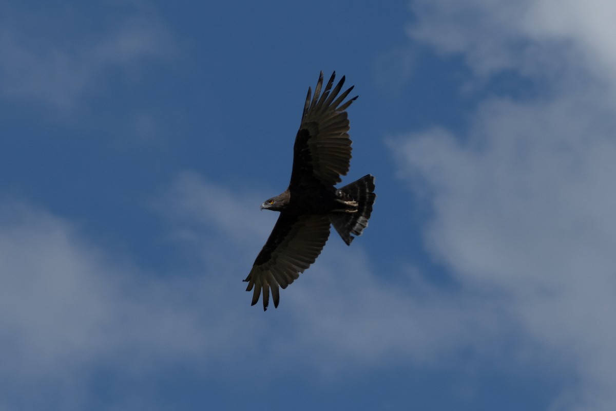 Brown Snake-Eagle - Edward Jenkins