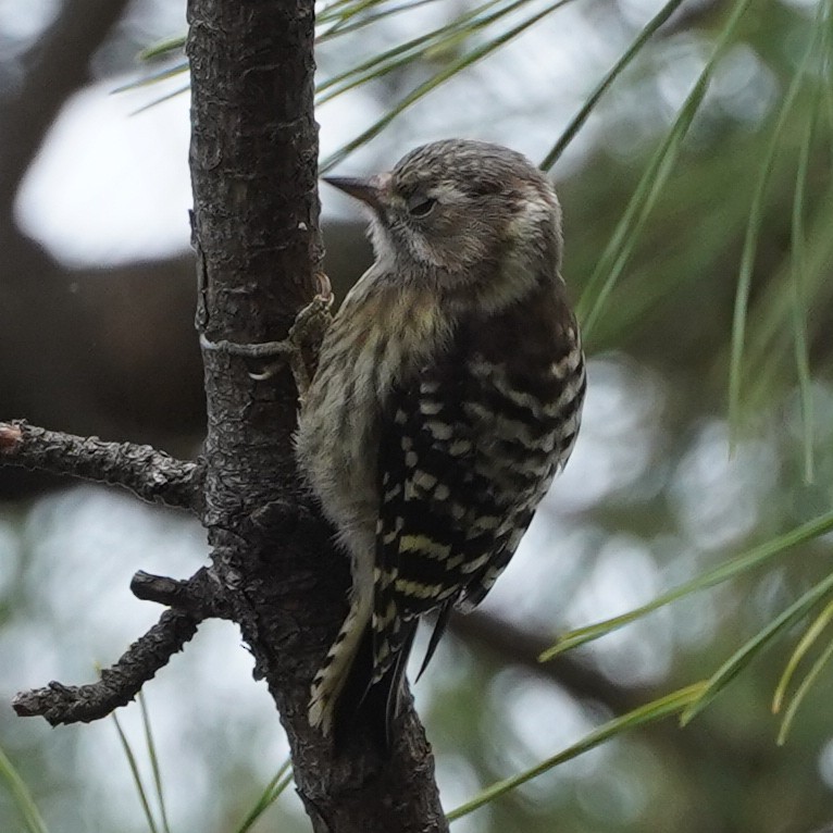 Japanese Pygmy Woodpecker - ML620829039