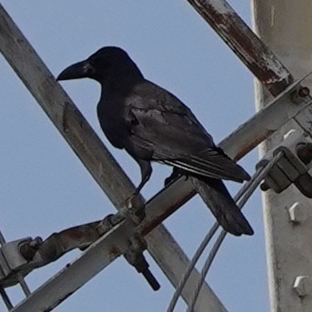 Large-billed Crow (Large-billed) - ML620829056