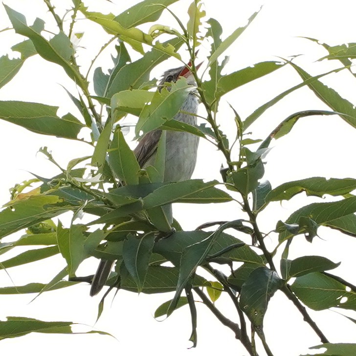 Oriental Reed Warbler - ML620829065