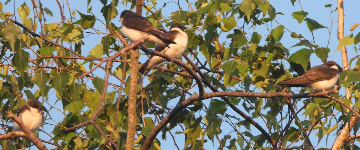 Golondrina Bicolor - ML620829066