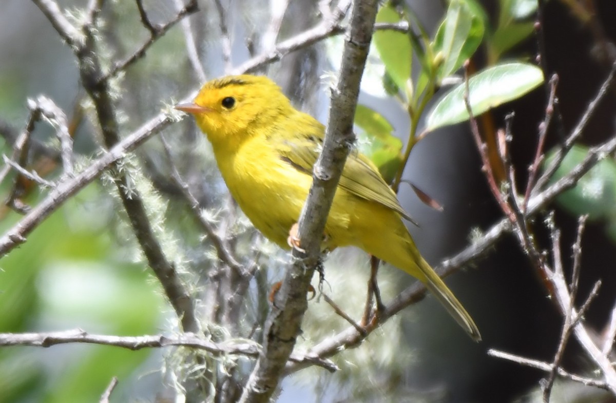 Wilson's Warbler - ML620829068