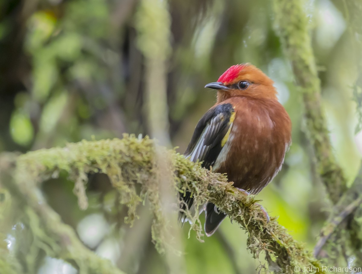 Mızrap Kanatlı Manakin - ML620829069