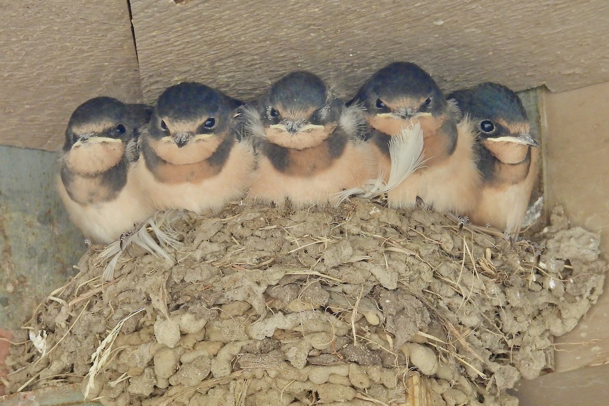 Barn Swallow - ML620829071