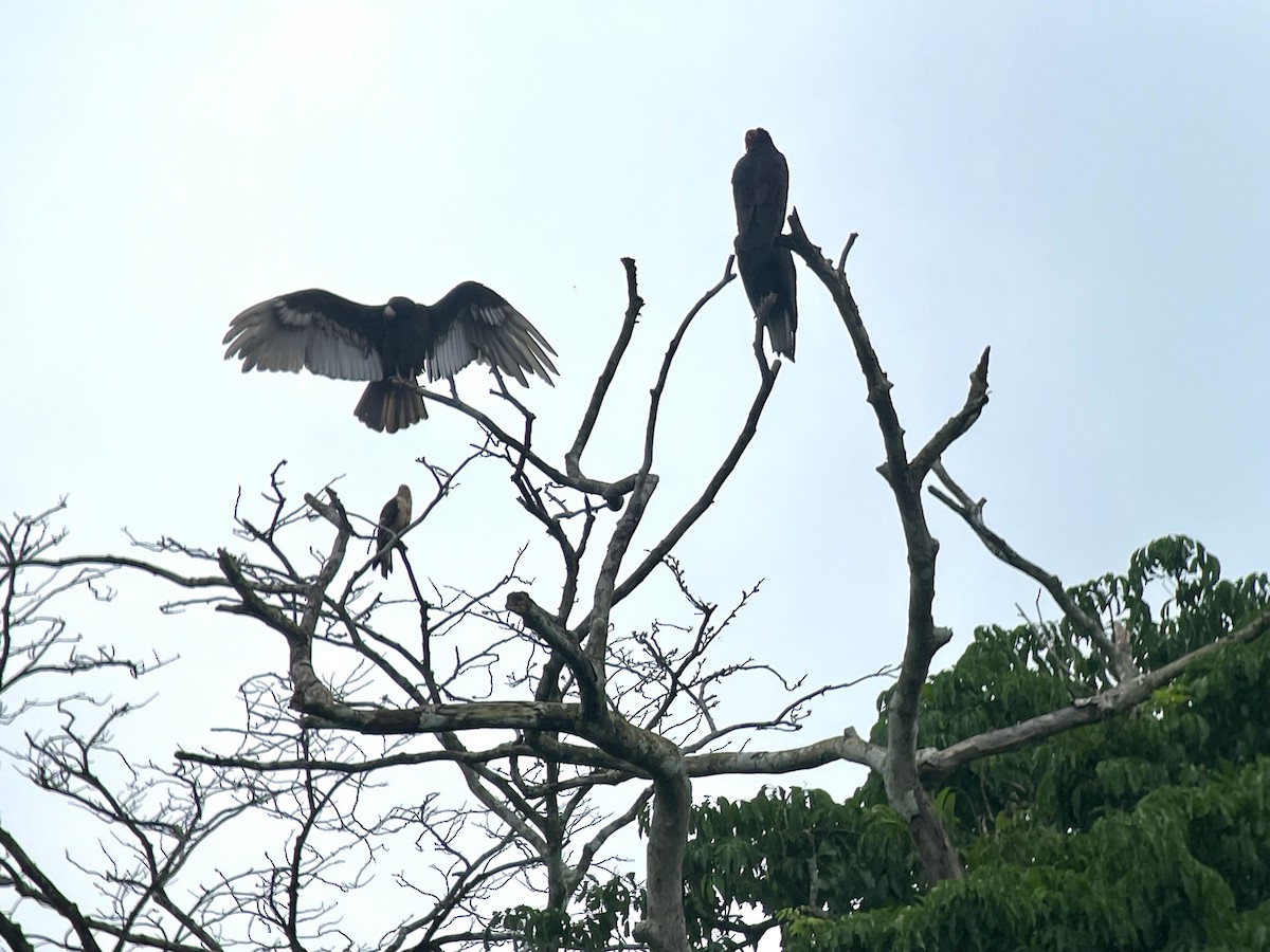 Turkey Vulture (Tropical) - ML620829073