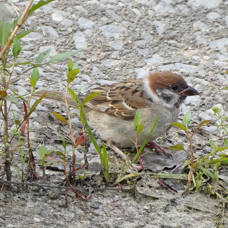 Eurasian Tree Sparrow - ML620829074