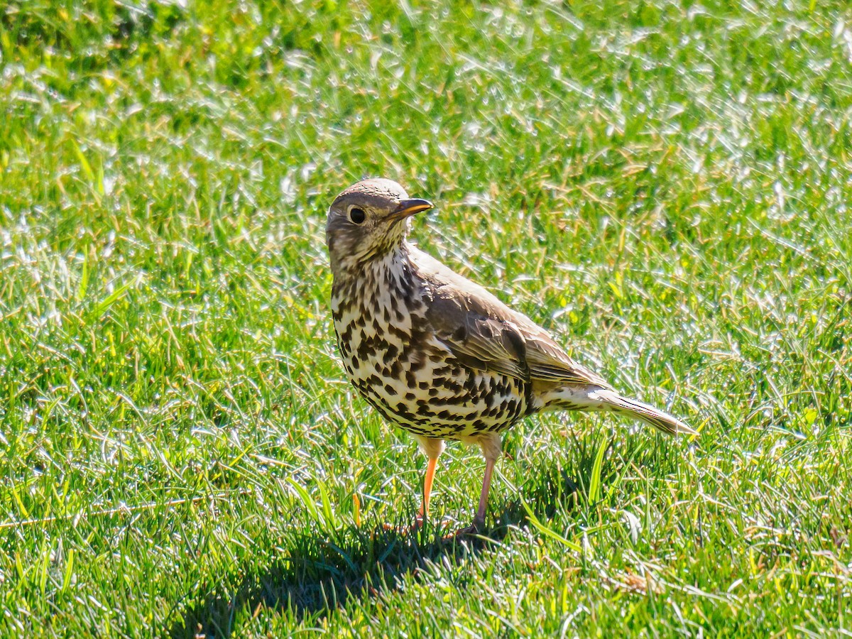 Mistle Thrush - ML620829078