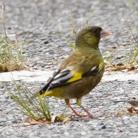 Oriental Greenfinch - ML620829079