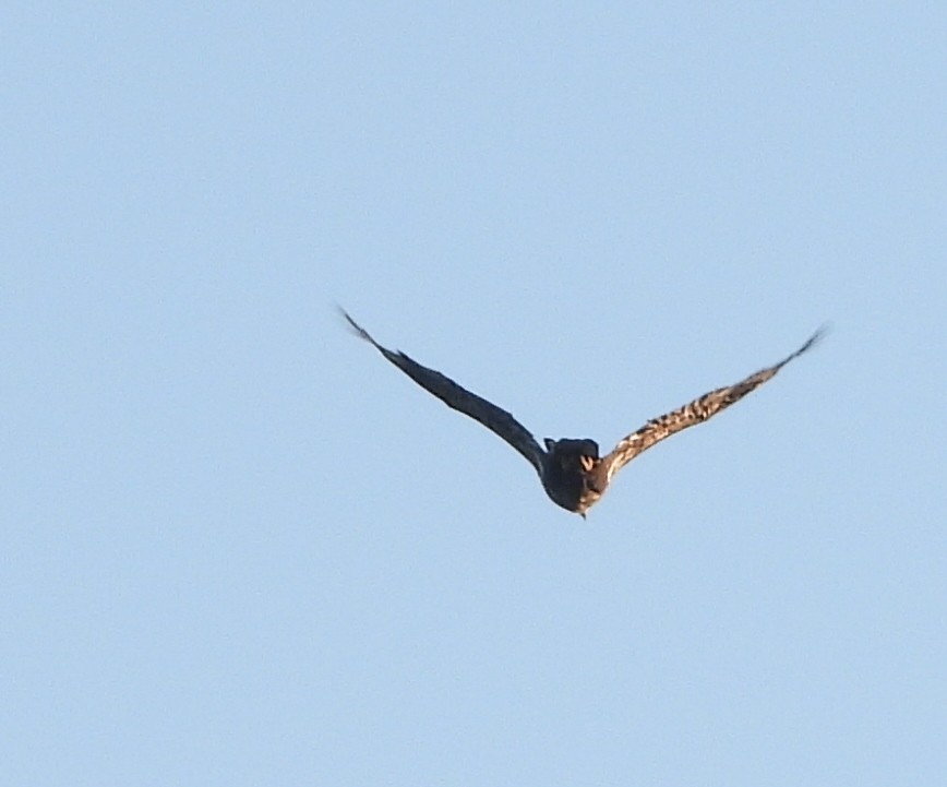 Bald Eagle - alan murray