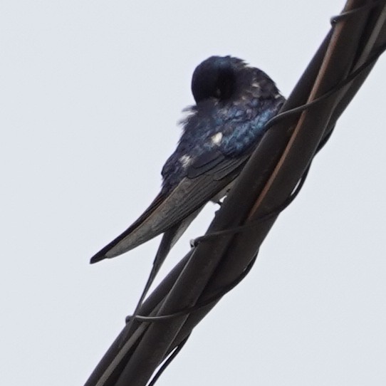 Barn Swallow (Buff-bellied) - ML620829100
