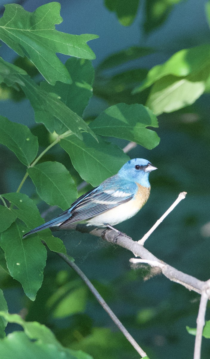 Lazuli Bunting - ML620829101