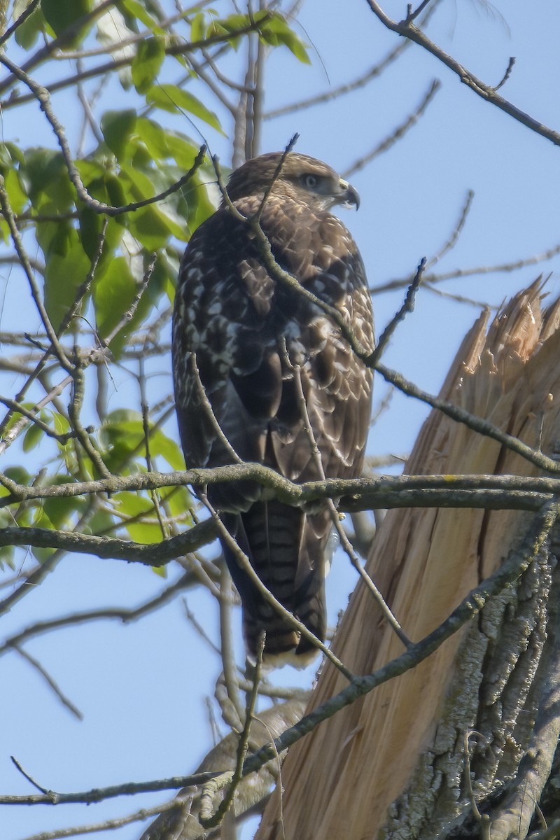 Red-tailed Hawk - ML620829111