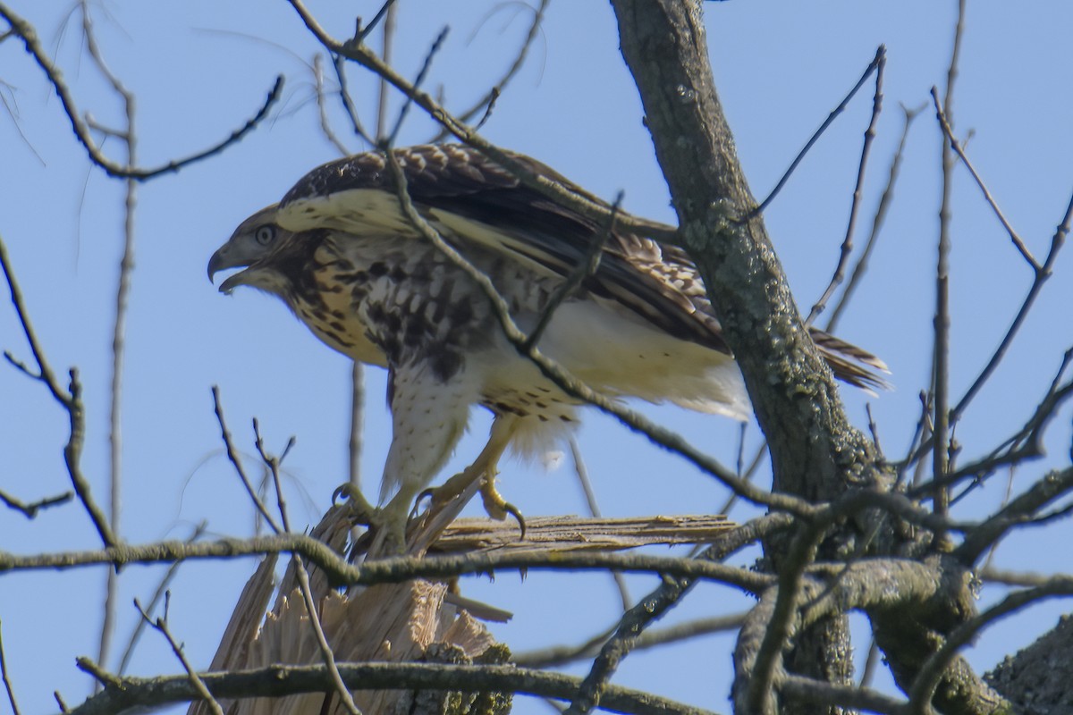 Red-tailed Hawk - ML620829112