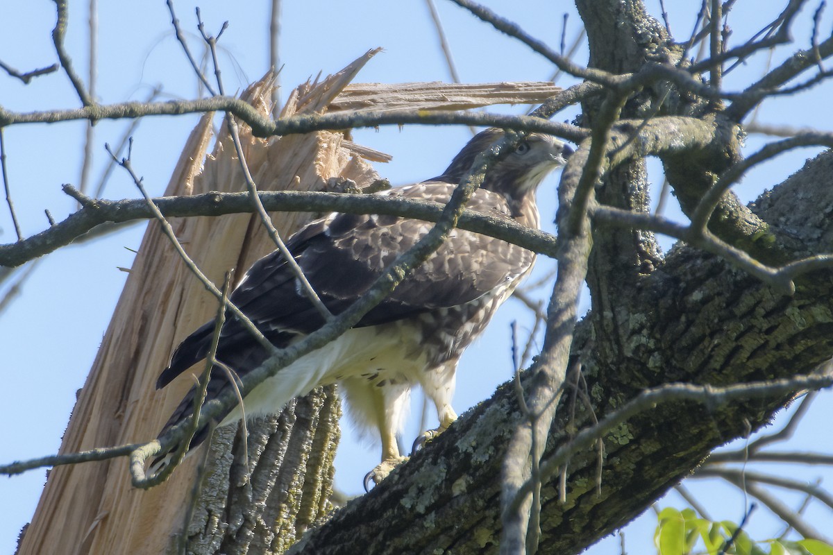 Red-tailed Hawk - ML620829113