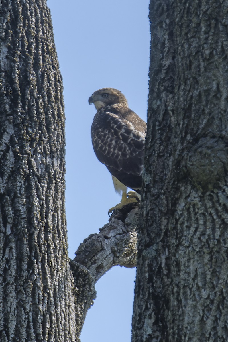 Red-tailed Hawk - ML620829114