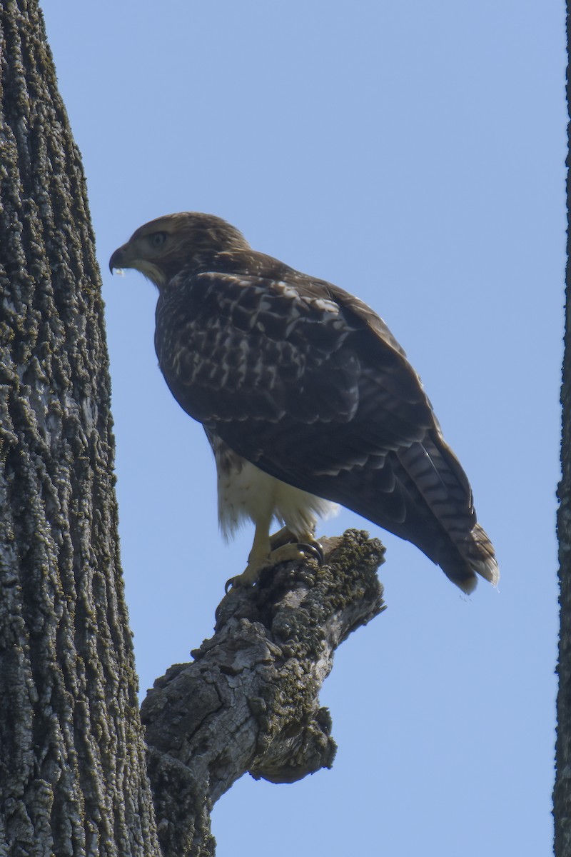 Red-tailed Hawk - ML620829115