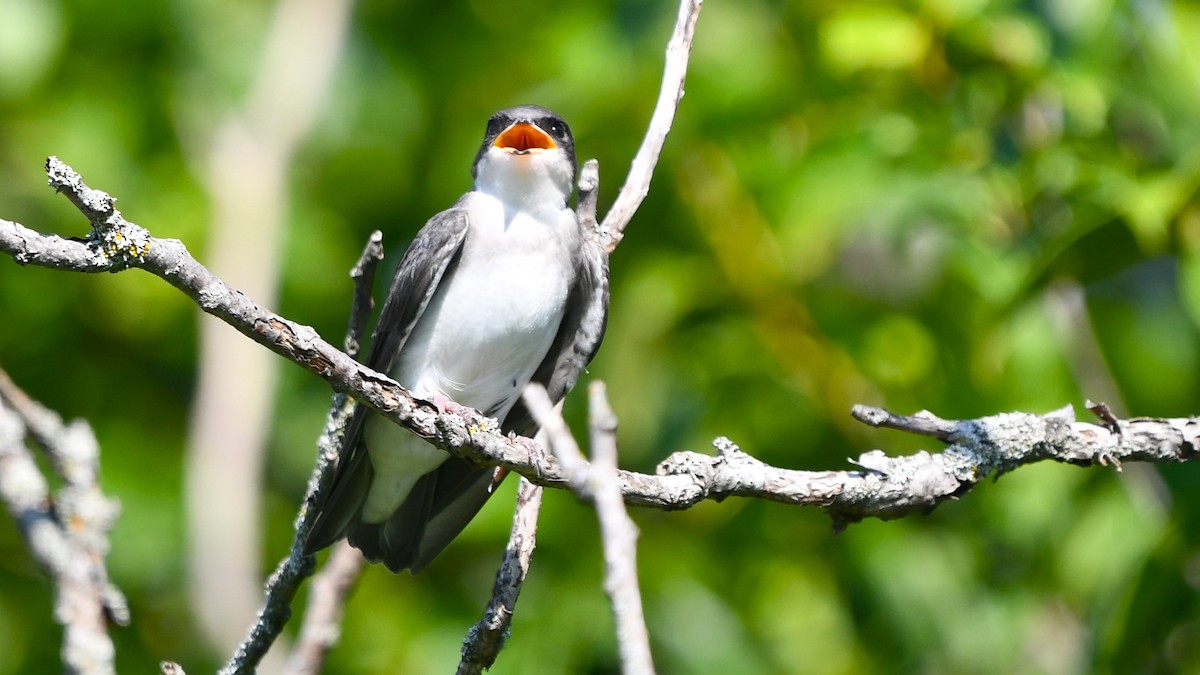 Tree Swallow - Bob Baker