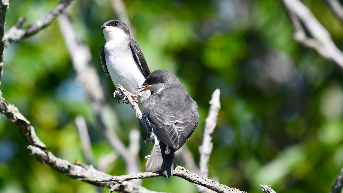 Tree Swallow - Bob Baker